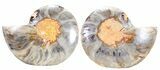 Split Black/Orange Ammonite Pair - Unusual Coloration #55613-1
